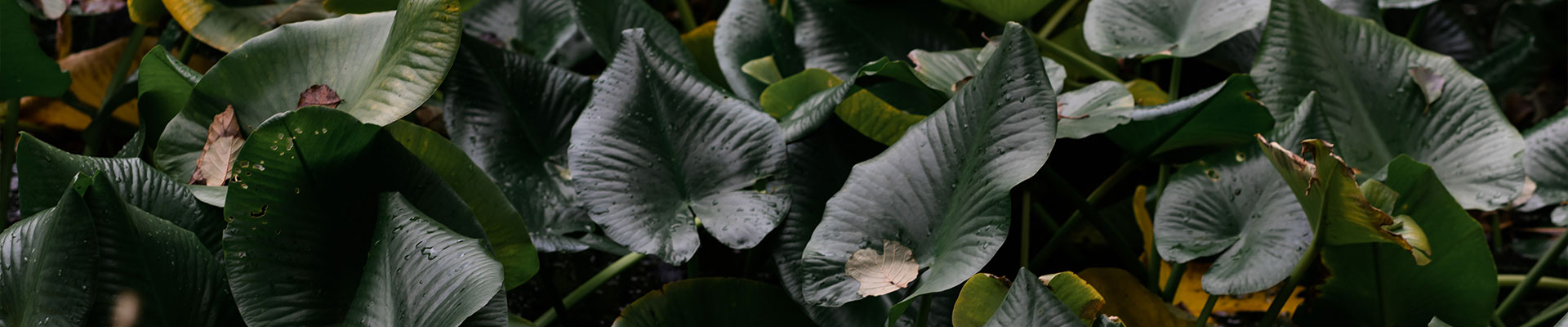 Thumb_7_1920x400_Copyright_Sina_Goeschen