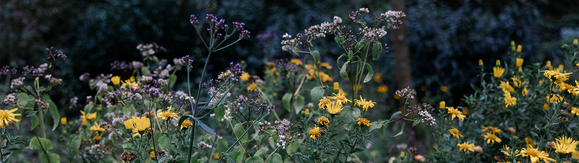 Titelbild_breit_Aromagarten2-60